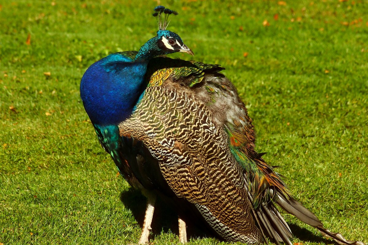 Фазан - Юрий. Шмаков