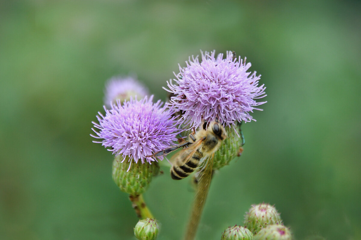 *** - Надежда Куркина 