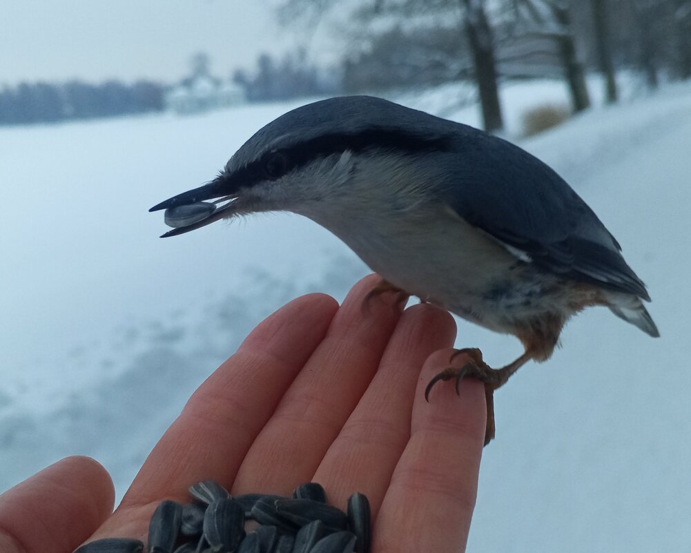 Поползень - Сапсан 