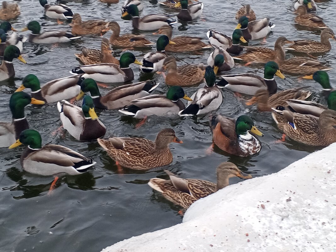 Кряквы - Сапсан 