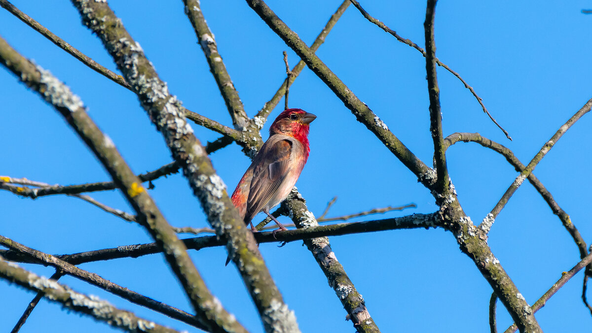 Чечевица - Владимир Лазарев