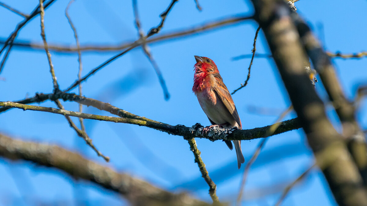 Чечевица - Владимир Лазарев