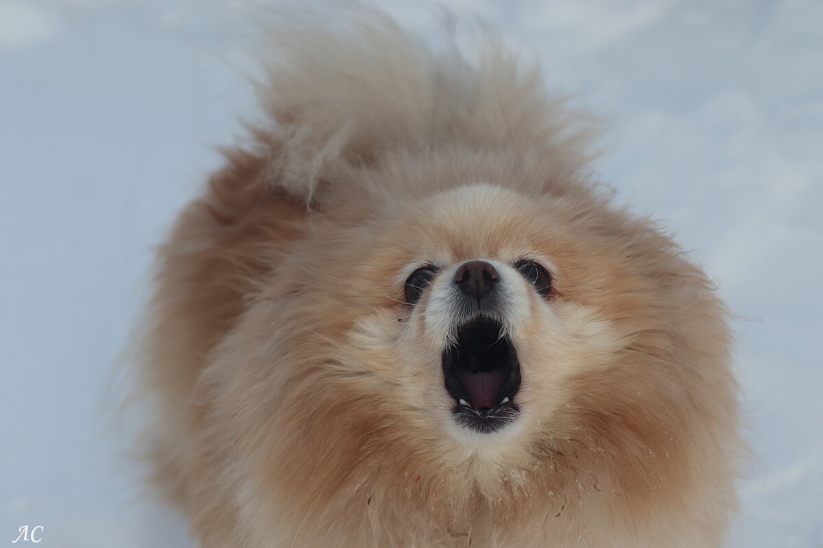 Боня - Любовь Сахарова