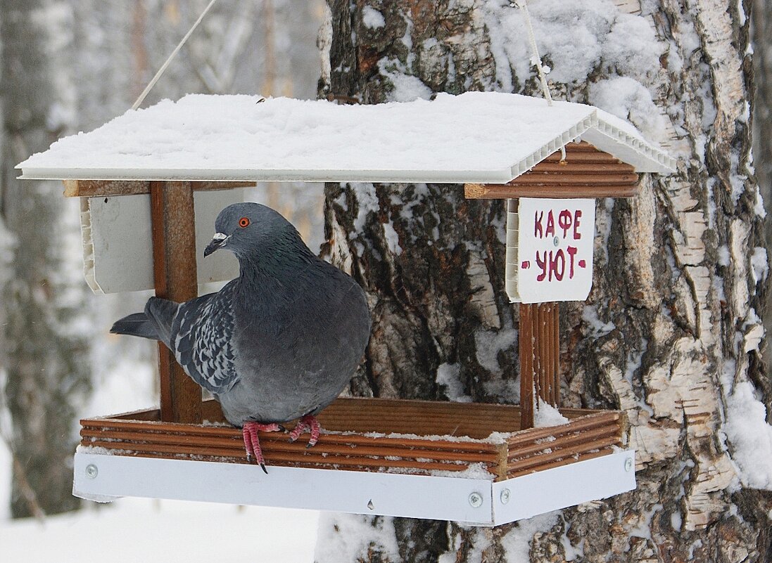 * - Галина Нестратова
