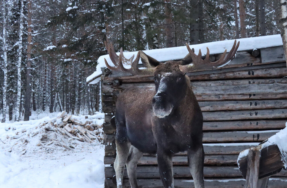 Лось Яша на кардоне "Три вершины" - Галина Ильясова