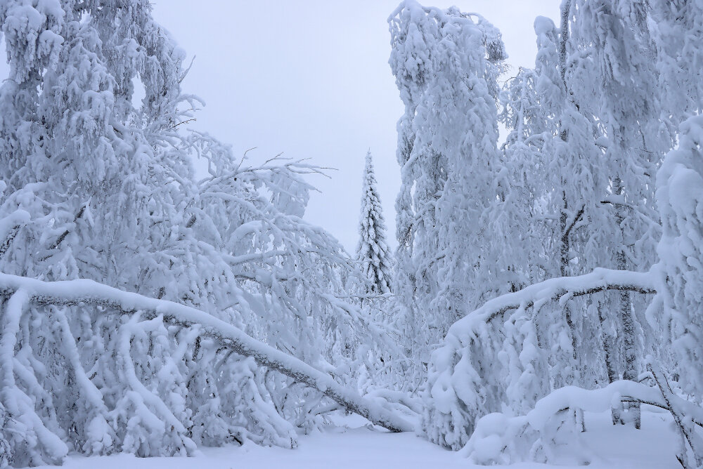 Зимняя сказка - Галина Ильясова