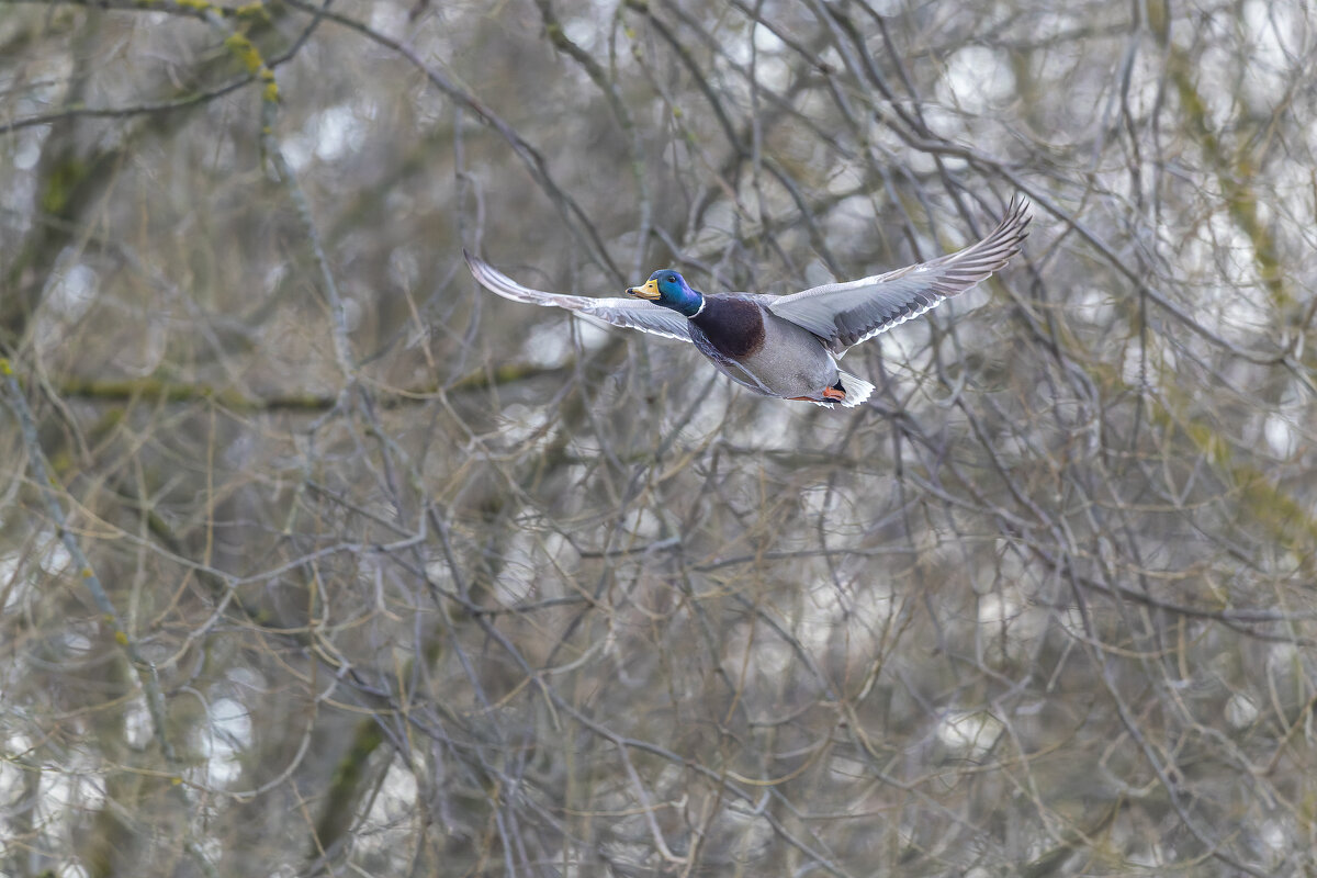 кряква в полете - юрий макаров
