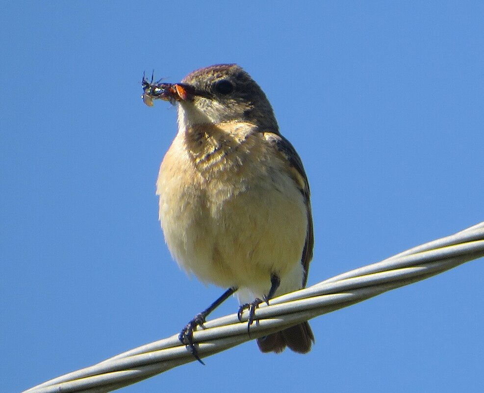 Обед для птенцов - Лариса С.
