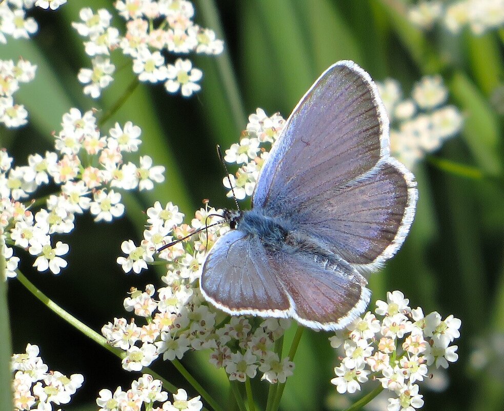 Голубянка - Лариса С.