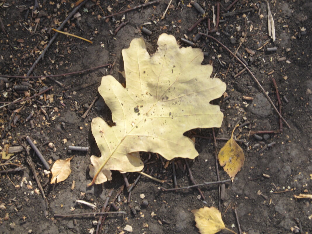 осень - Елена Шаламова