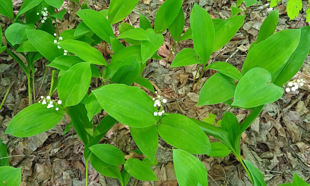 ландыши - Елена Шаламова