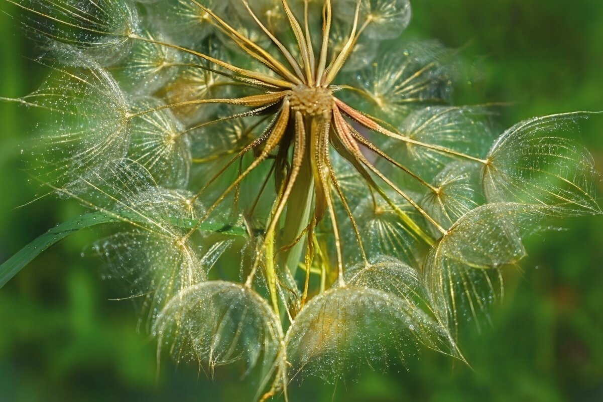 Козлобородник луговой - Оксана Н.