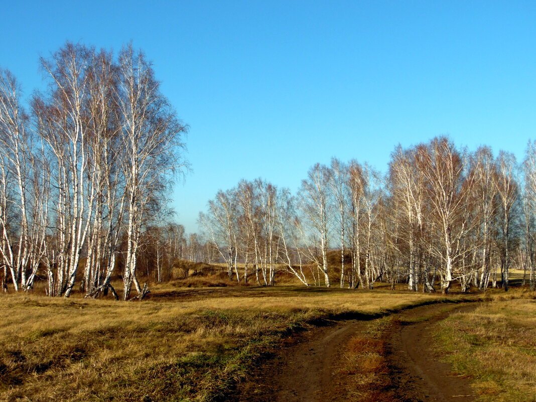 В берёзовом краю. - nadyasilyuk Вознюк