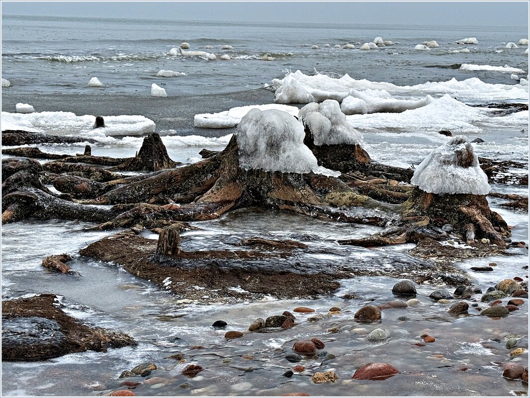 Отлив. Останки реликтовых деревьев.после шторма и мороза. - Валерия Комова