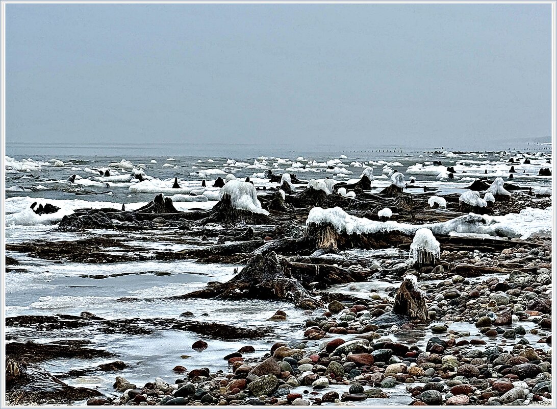 Отлив. Останки тысячелетнего реликтового леса. - Валерия Комова
