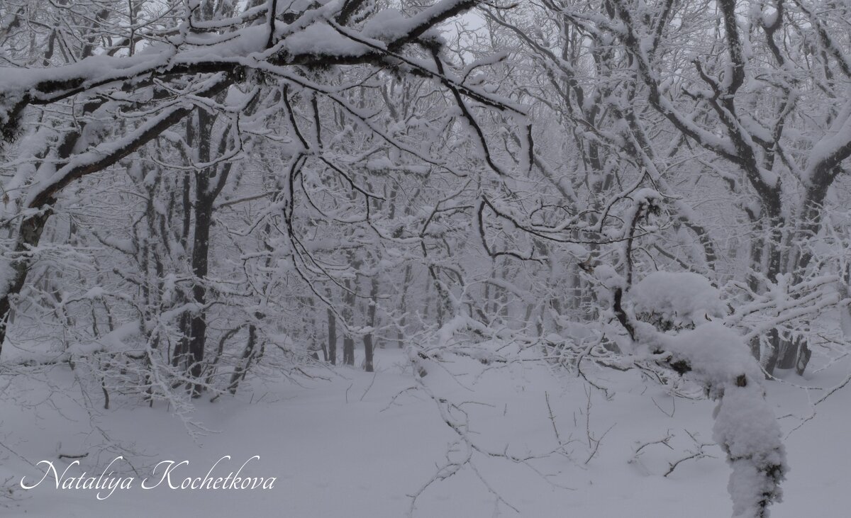 Природа Крыма - Amazing Cosmea