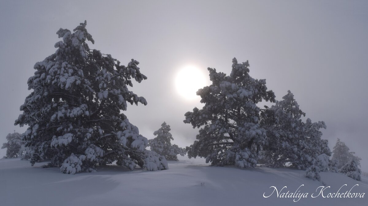Природа Крыма - Amazing Cosmea