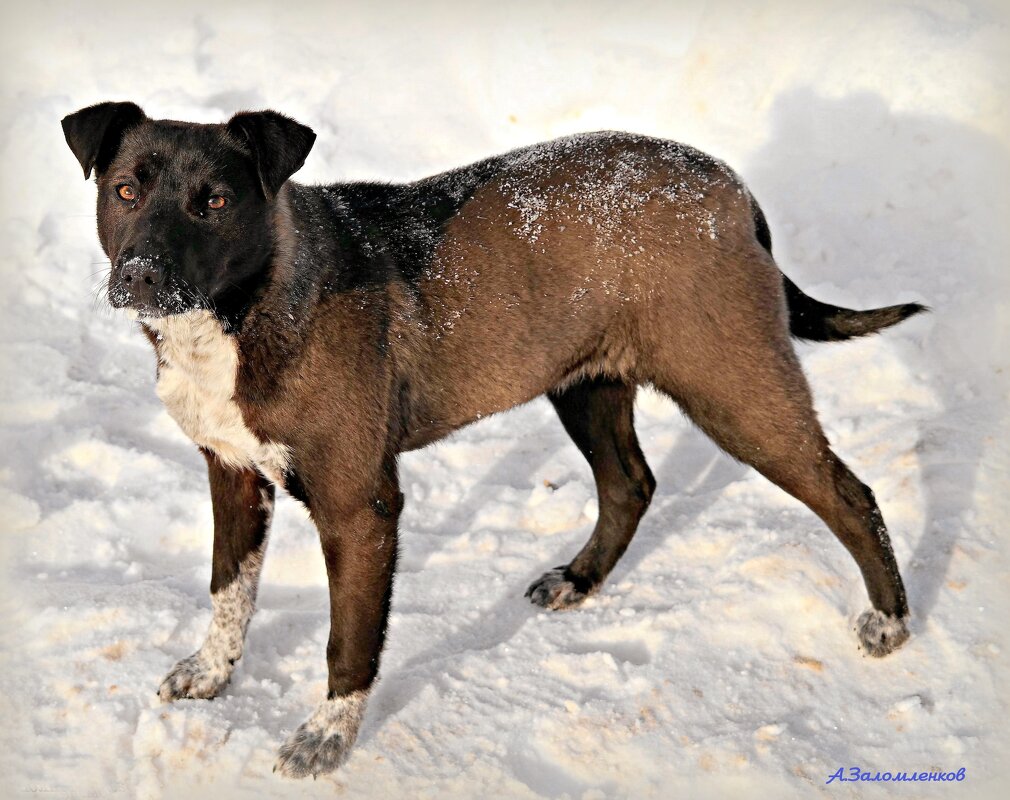 О  неожиданных встречах в нашем дворе.. - Андрей Заломленков