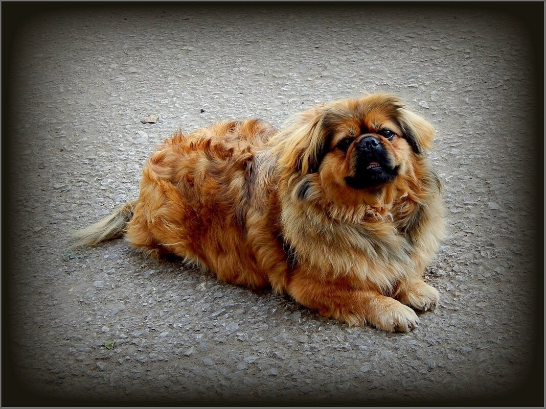 Мопс - Валентина Надсон