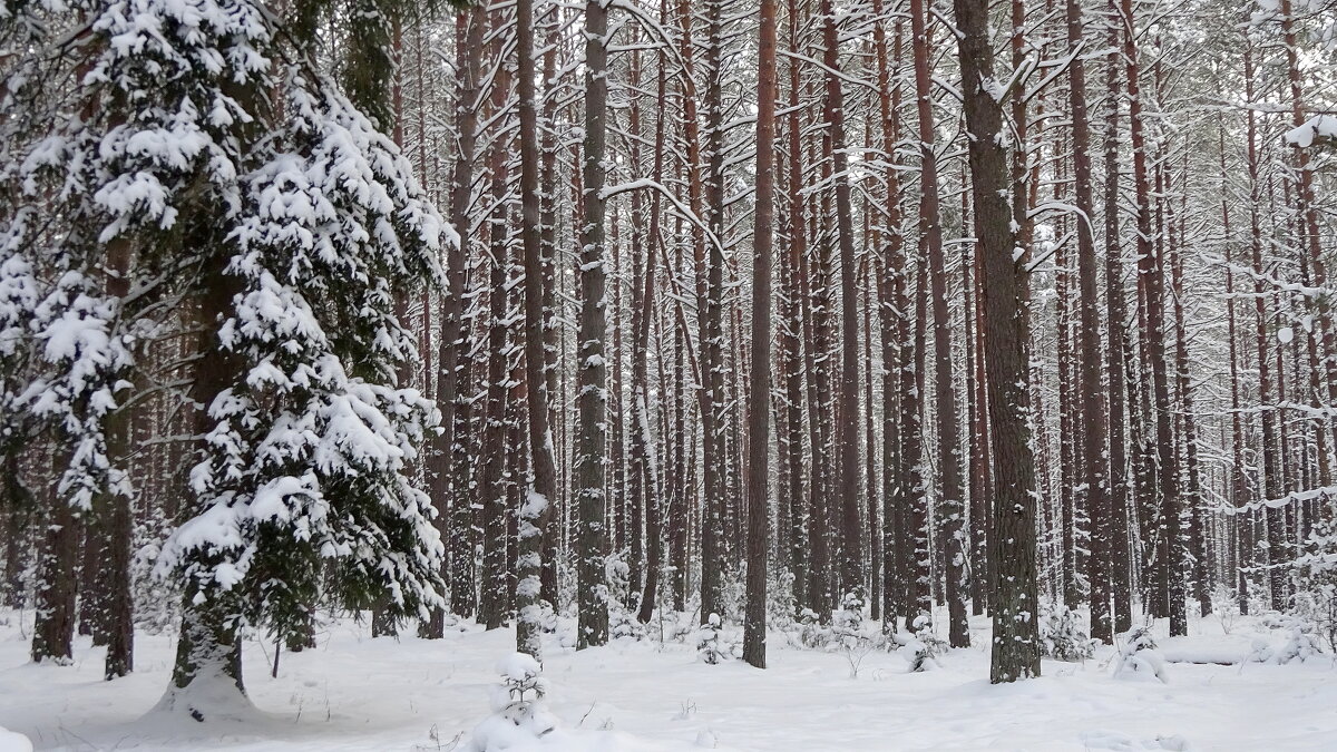 Дремучий лес.Зимняя сказка - rimgis 