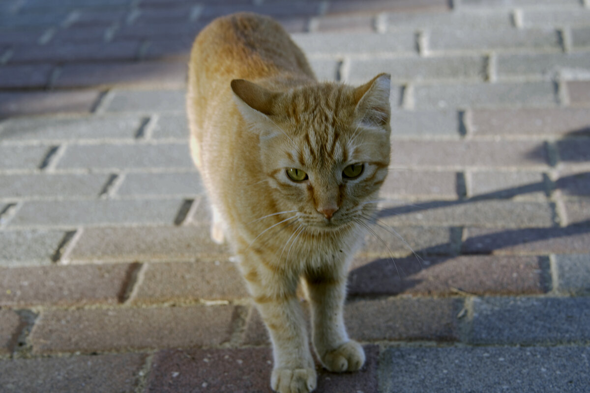 Из жизни кошек - ujgcvbif 