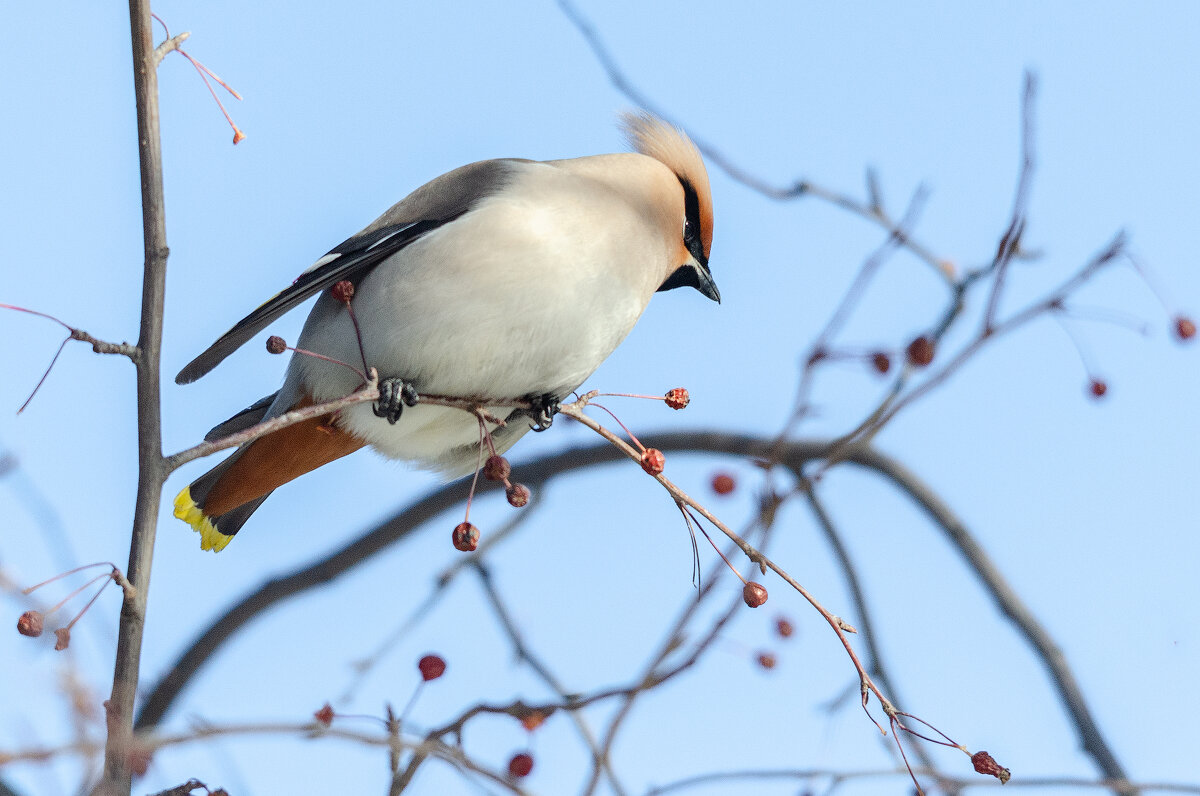 Свиристель - Виктор Иванович Чернюк