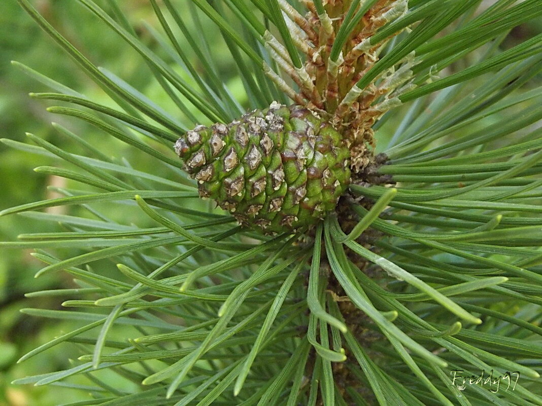 Еловая шишка - Freddy 97