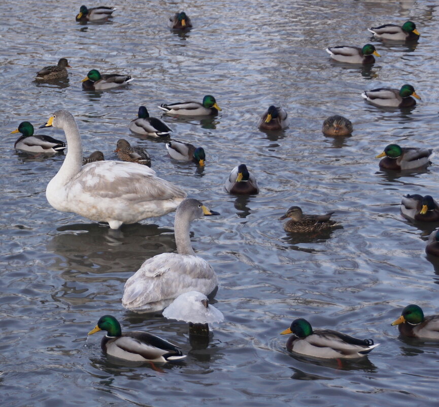Молодёжь тусуется с утками - Наталия Григорьева