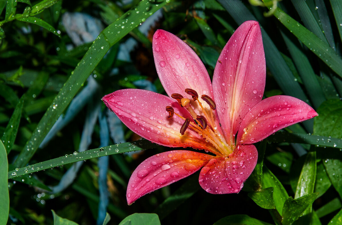 лилия - Aleksandr 