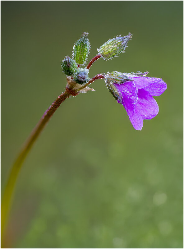 Аистник(Erodium). - Александр Григорьев