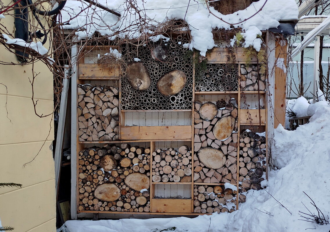 Зимовье насекомых? - Александр Чеботарь