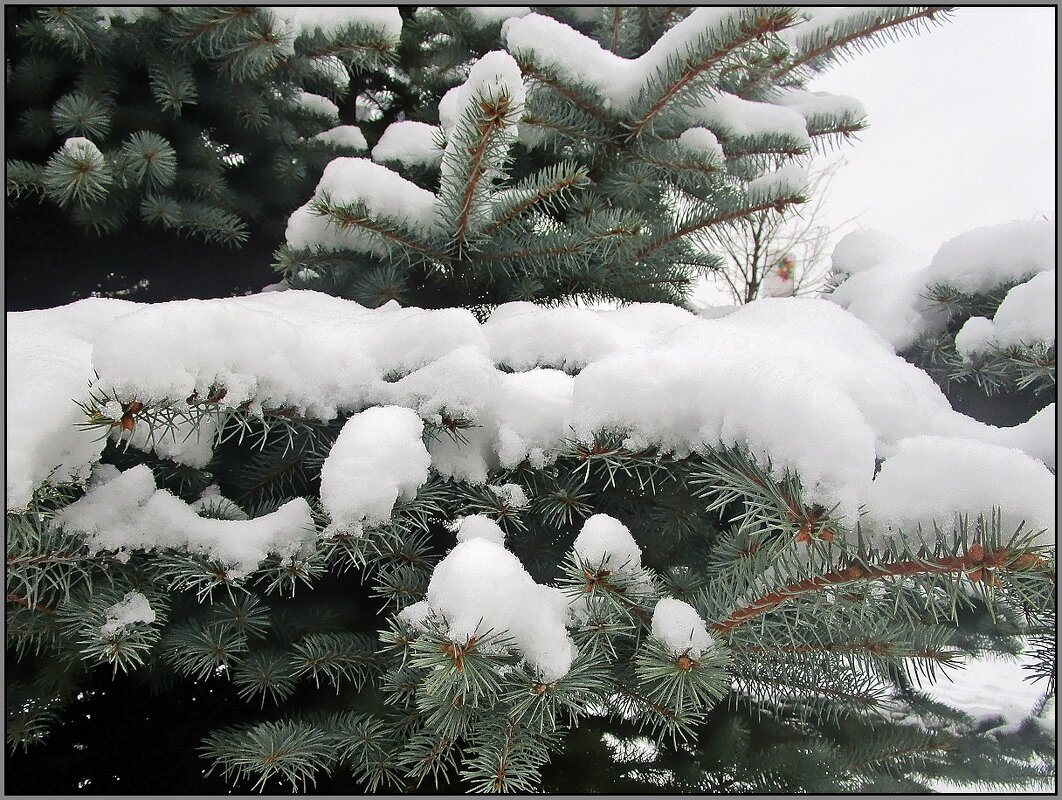 Ель "под шубой" - Ольга Довженко