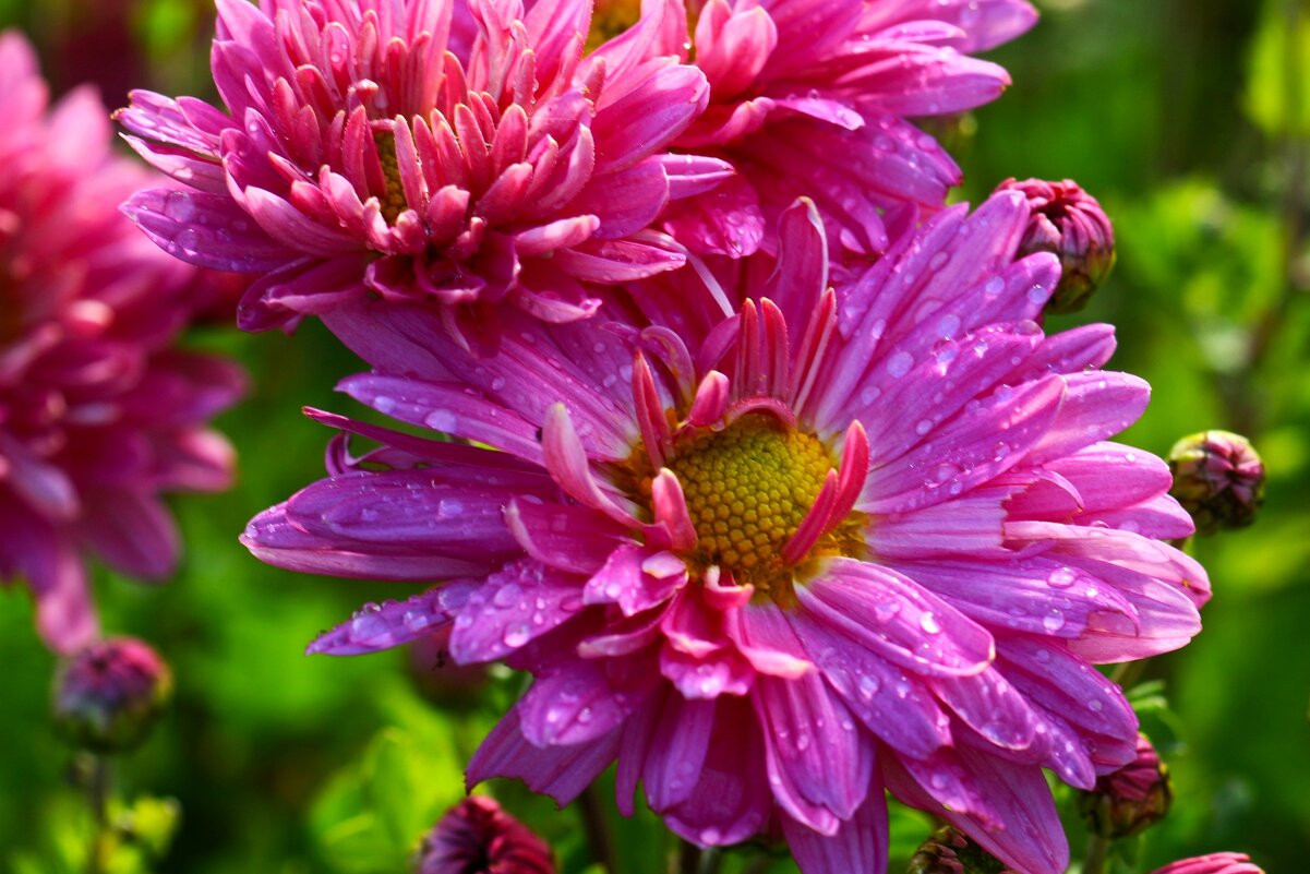 Цветы ушедшего лета - Юрий. Шмаков