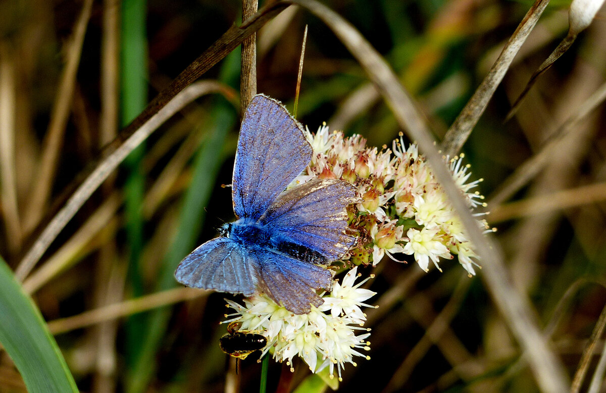 опять про бабочек...337 - Александр Прокудин
