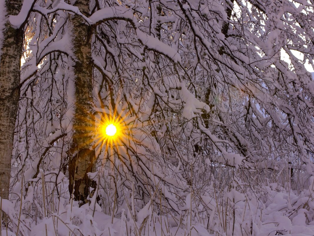 Зимнее солнышко - liudmila drake