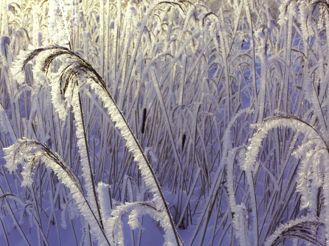 Под зимними лучами - liudmila drake