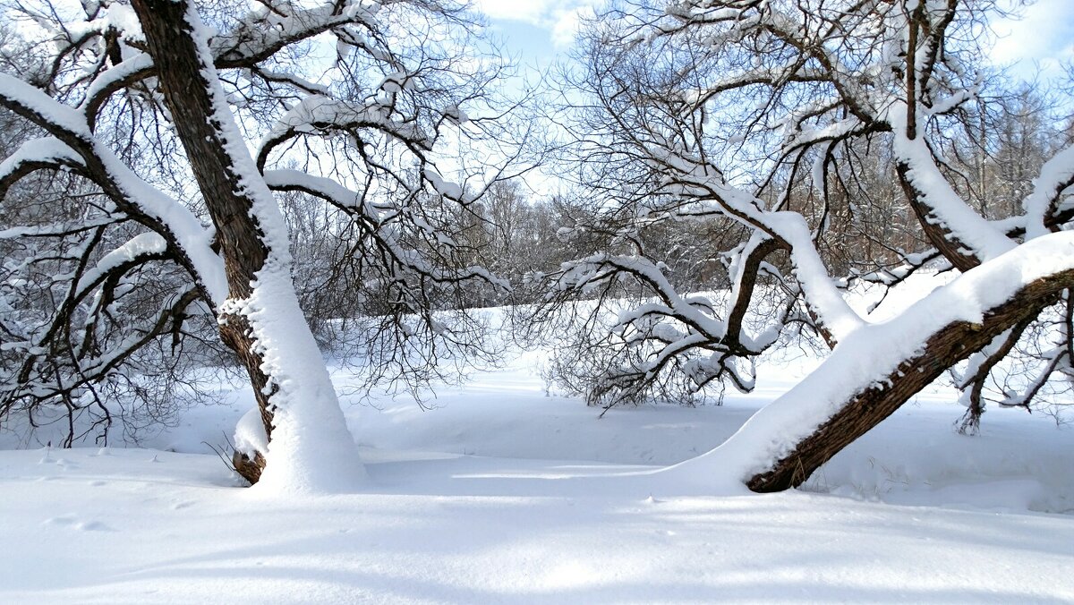 Парк во власти снега. - Милешкин Владимир Алексеевич 