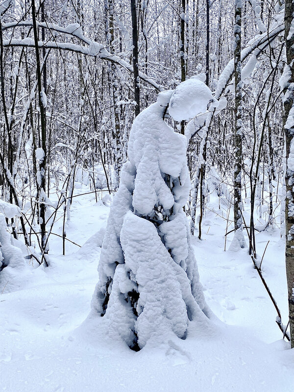 В снежном наряде. - Людмила Гулина