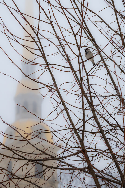 Птичка на фоне храма - Илья Шенгелия