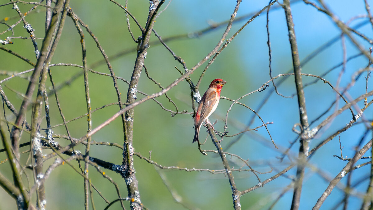 Чечевица - Владимир Лазарев