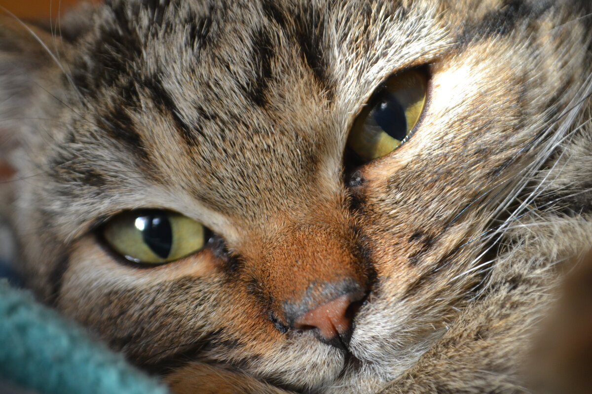 Василиса...) - Prizrak 777