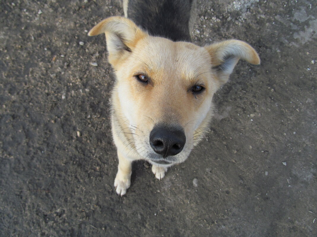 Просто чей то собакен))) - Prizrak 777