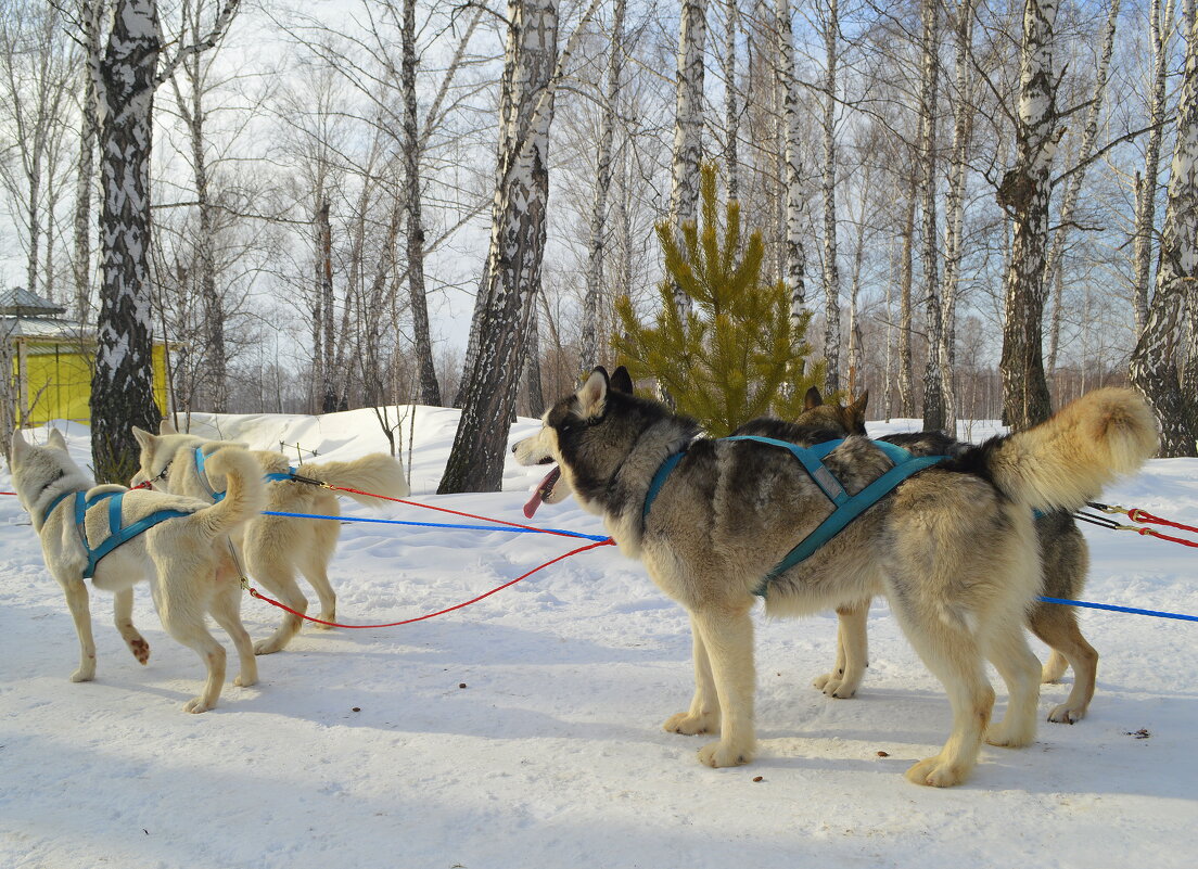 На старте - Татьяна Лютаева