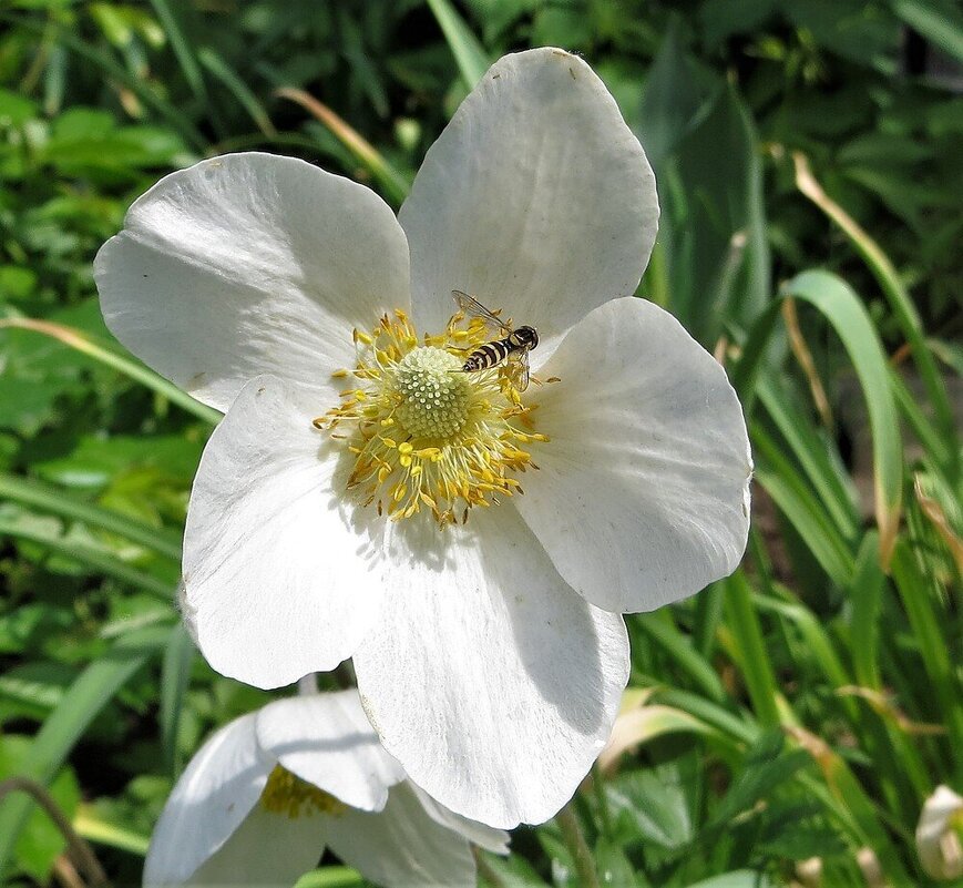Анемона - Лариса С.