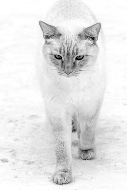 Мурлыка. - Анатолий. Chesnavik.