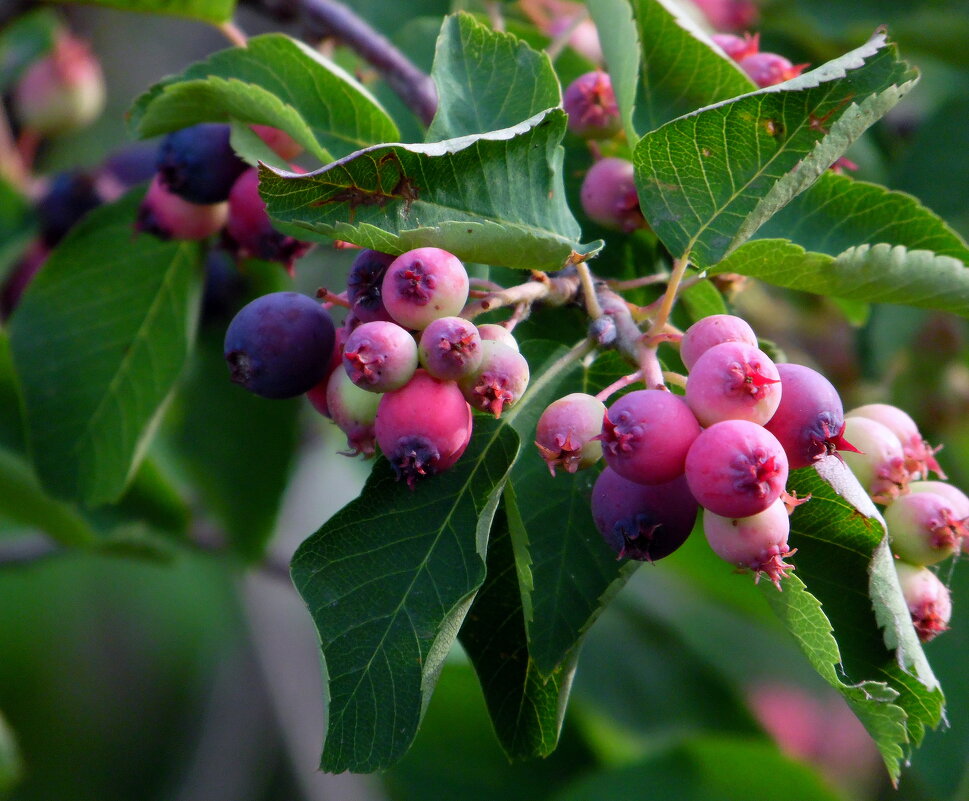 Ирга. - nadyasilyuk Вознюк