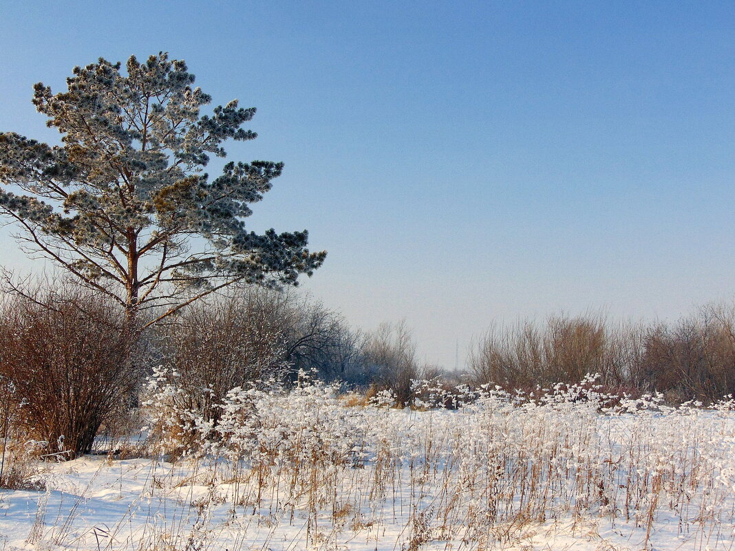 Про зиму. - nadyasilyuk Вознюк