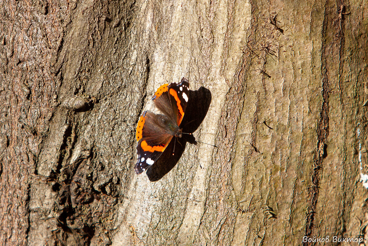 Бабочка в январе - Виктор 