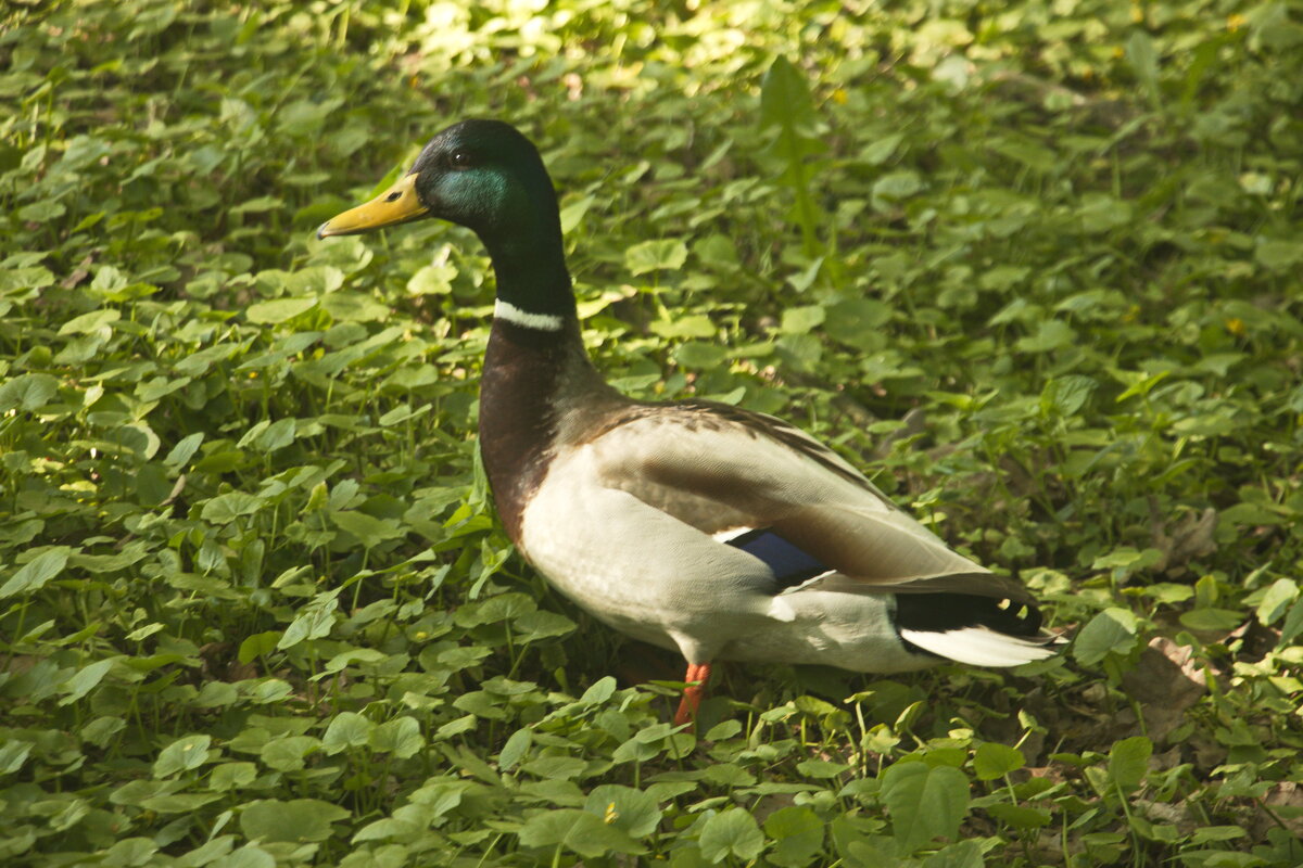 красавец - Владимир Зырянов