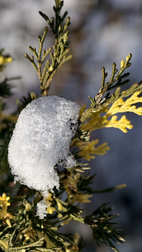 Зимнее макро - Мариша 